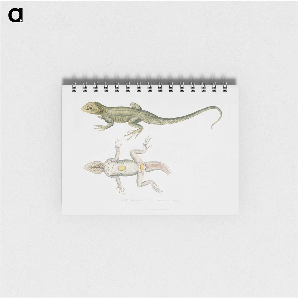 1-55_Indian-Zoology_memo