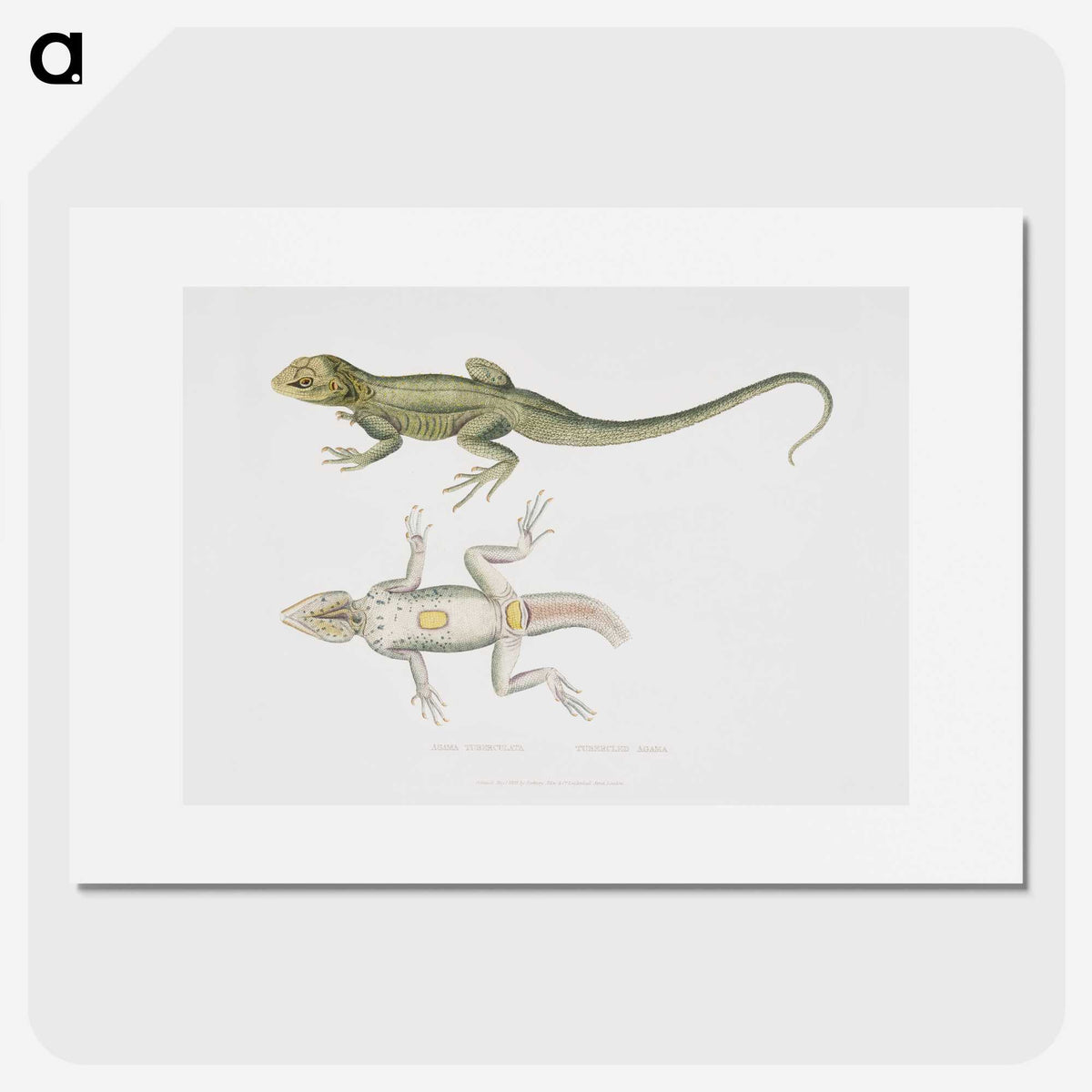 1-55_Indian-Zoology_picture