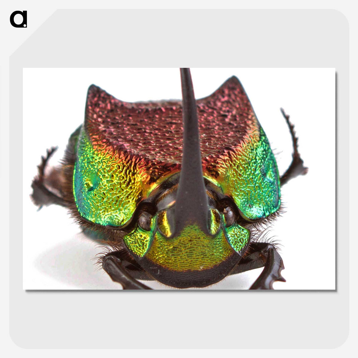 1-55_Insects-Unlocked-Project_picture-crop