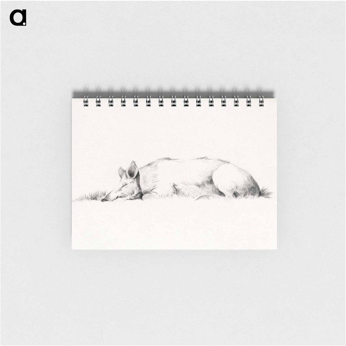 Lying pig drawing in high resolution by Jean Bernard - ジャン ベルナール Memo.