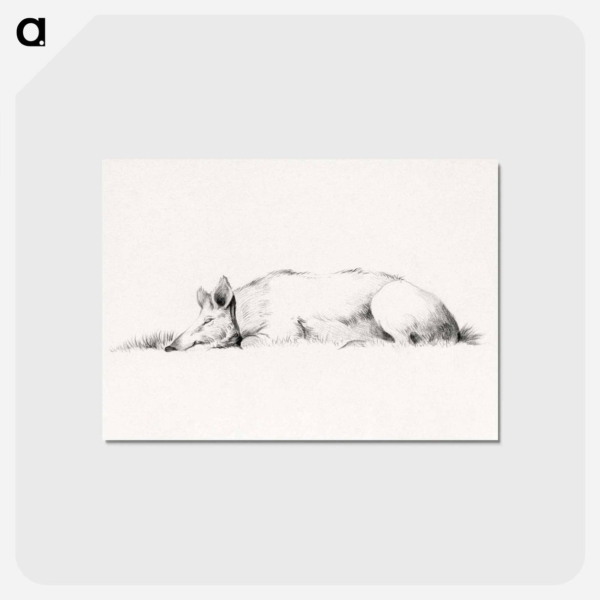 アートポストカード-Lying pig drawing in high resolution by Jean Bernard - ジャン ベルナール Postcard.