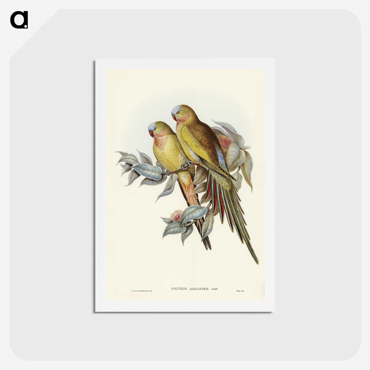 1-55_John-Gould_hagaki