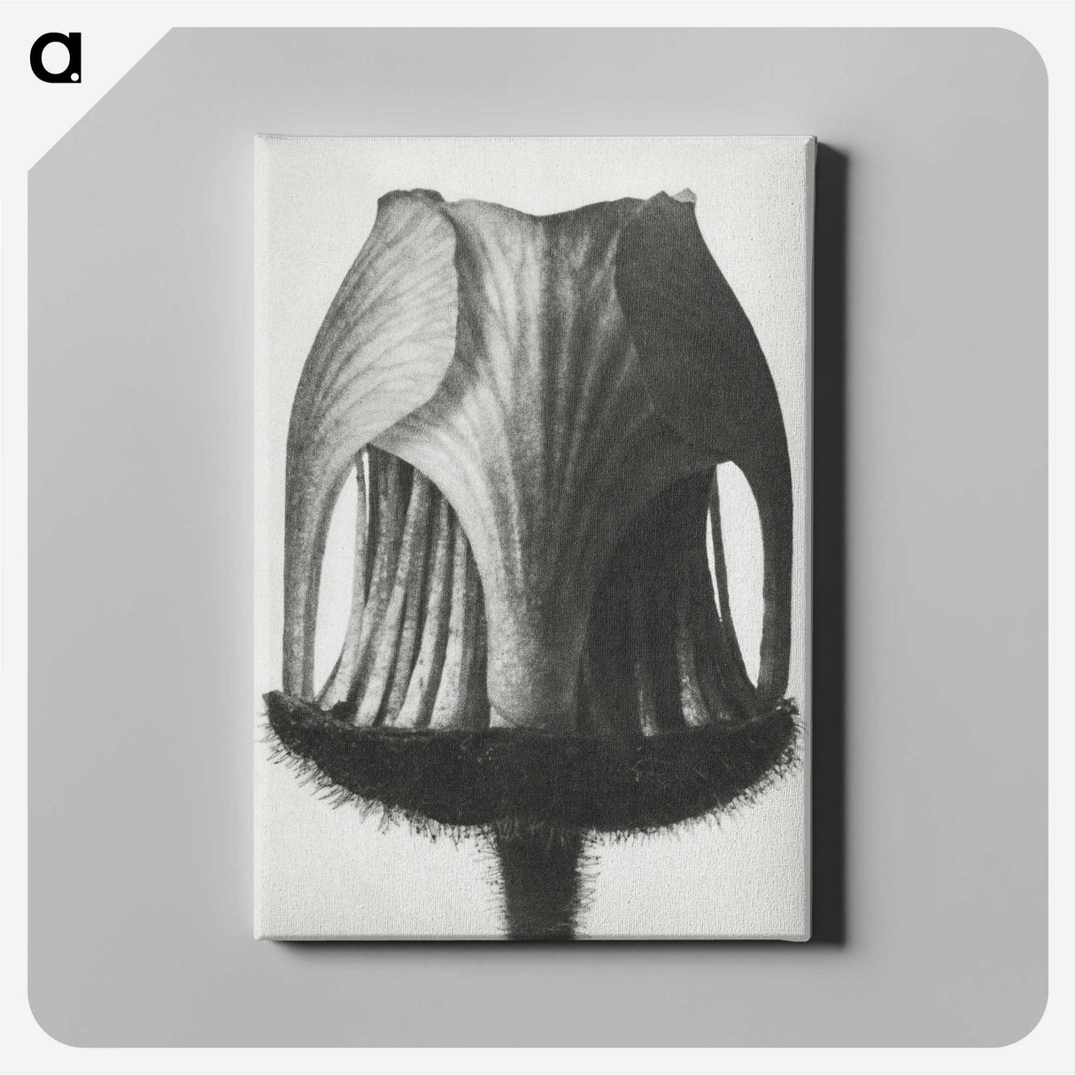 1-55_Karl-Blossfeldt_canvas