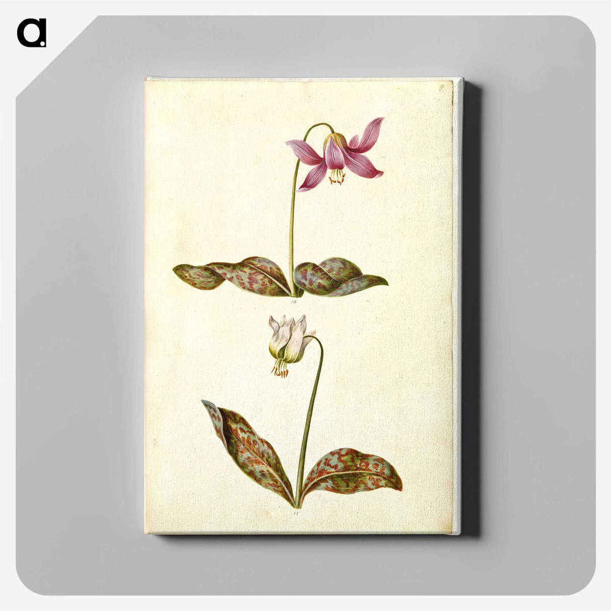 1-55_Maria-Sibylla-Merian_canvas