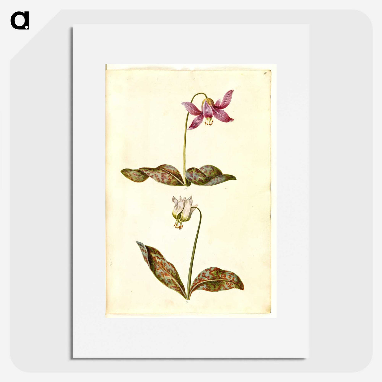 1-55_Maria-Sibylla-Merian_picture