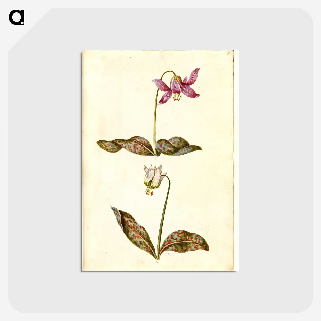 1-55_Maria-Sibylla-Merian_postcard