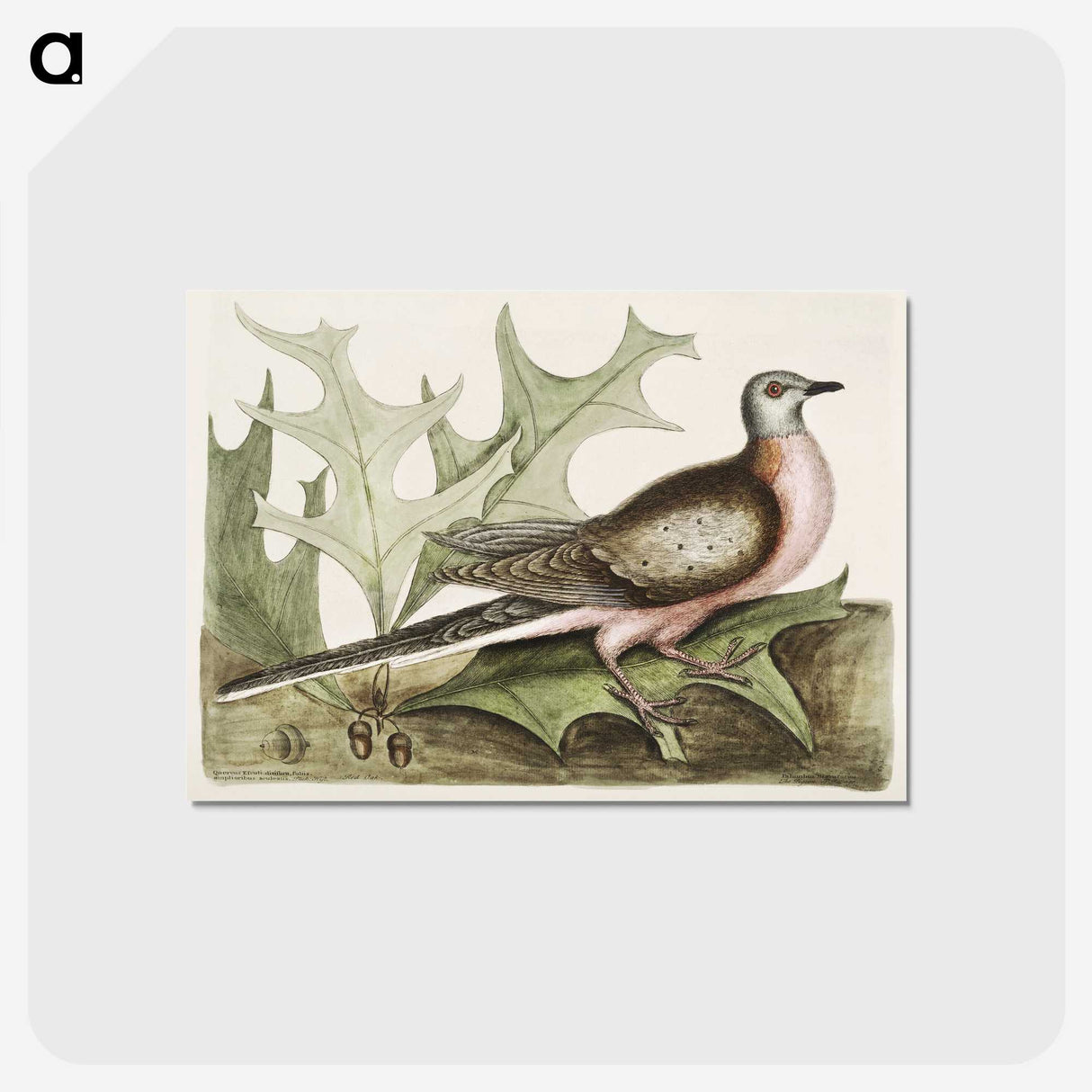 1-55_Mark-Catesby_postcard