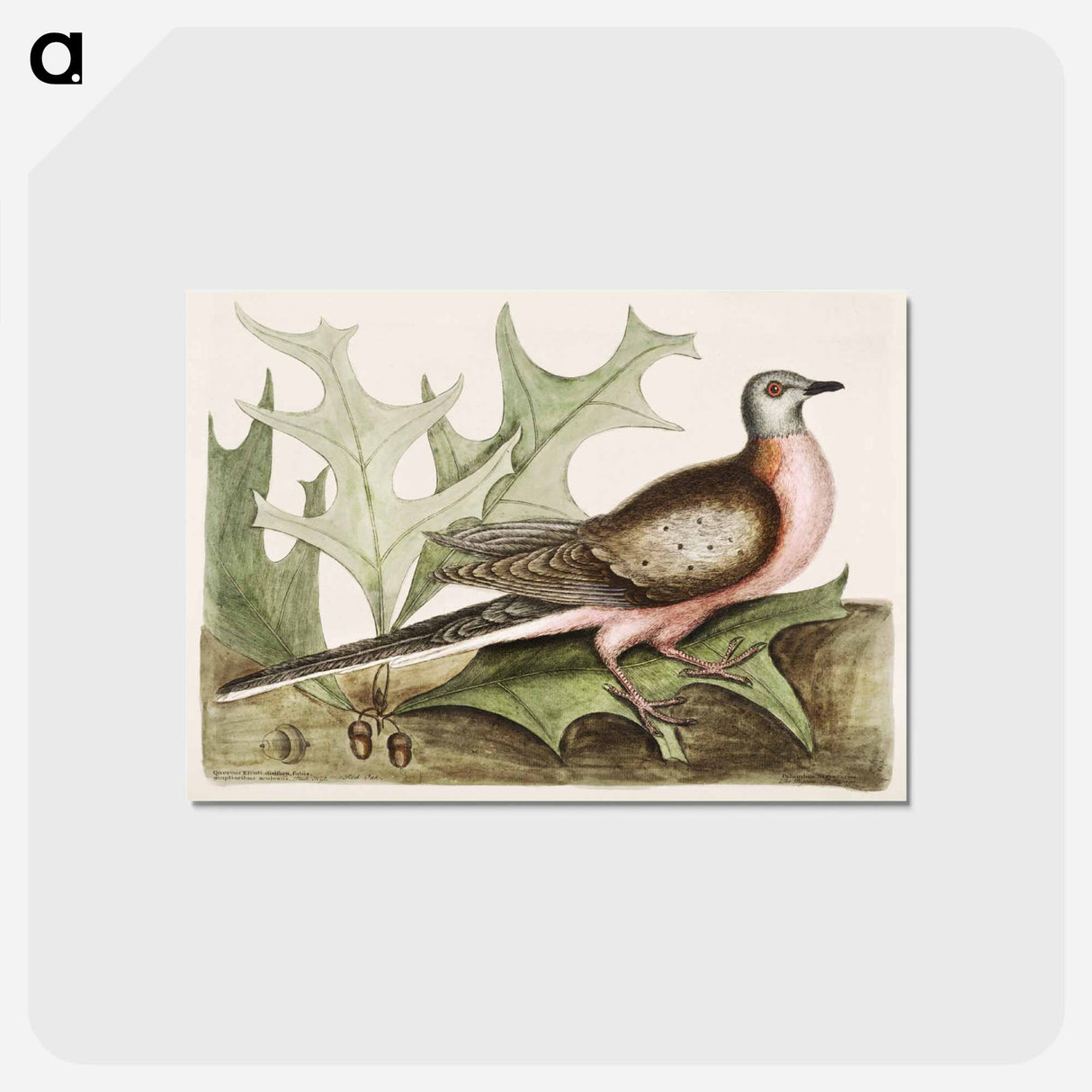 アートポストカード-Pigeon of Passage
- マーク ケイツビー Postcard.