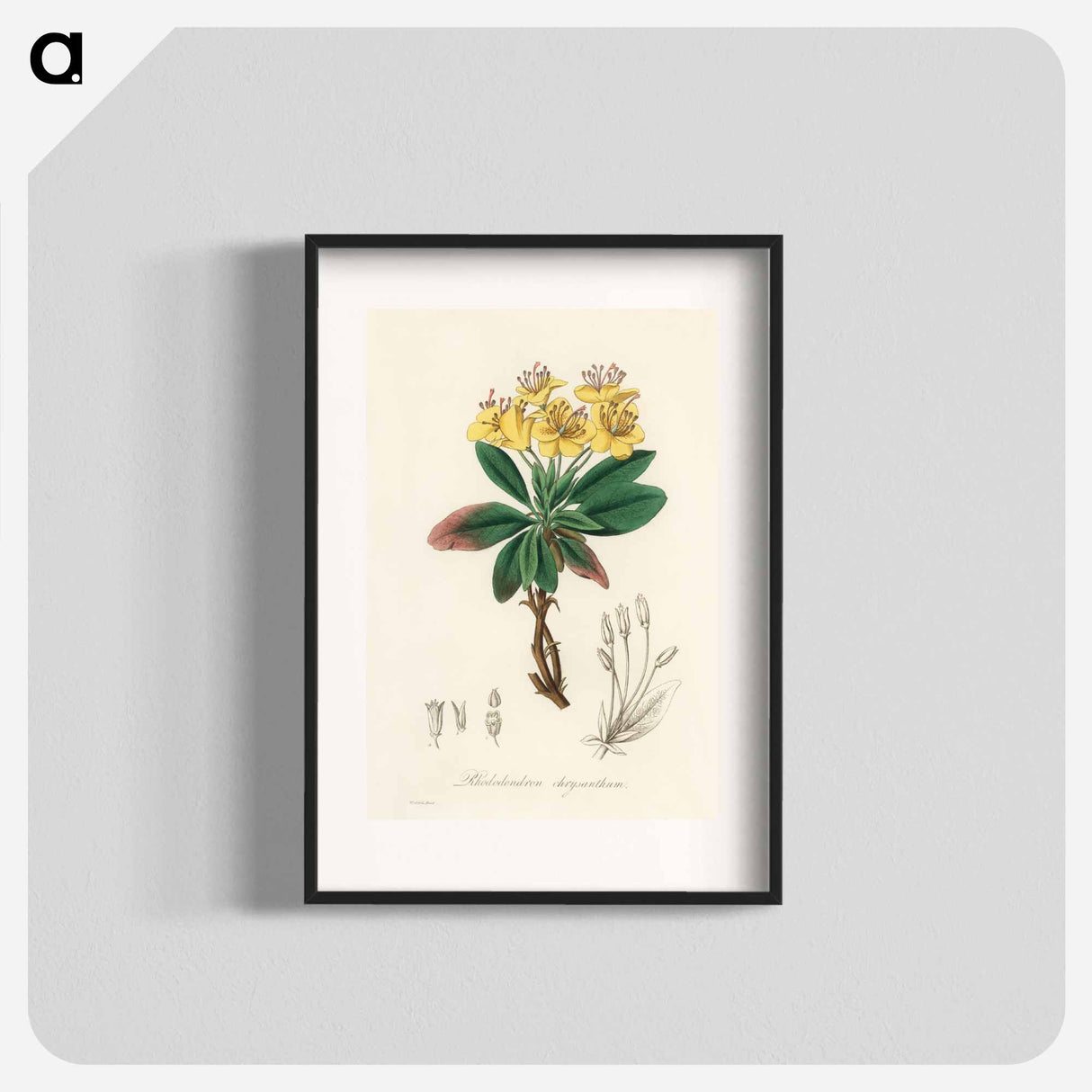アートポスター-Gum Benjamin Tree Illustration
- 薬用植物学 Poster.