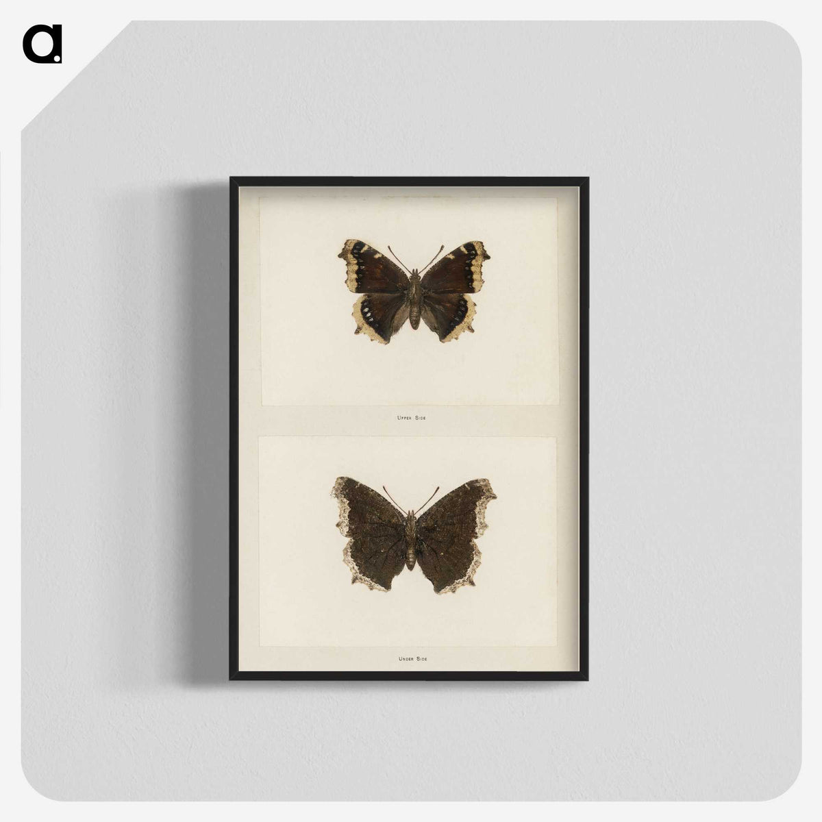 1-55_Moths-and-Butterflies-of-the-United-States_blk-crop