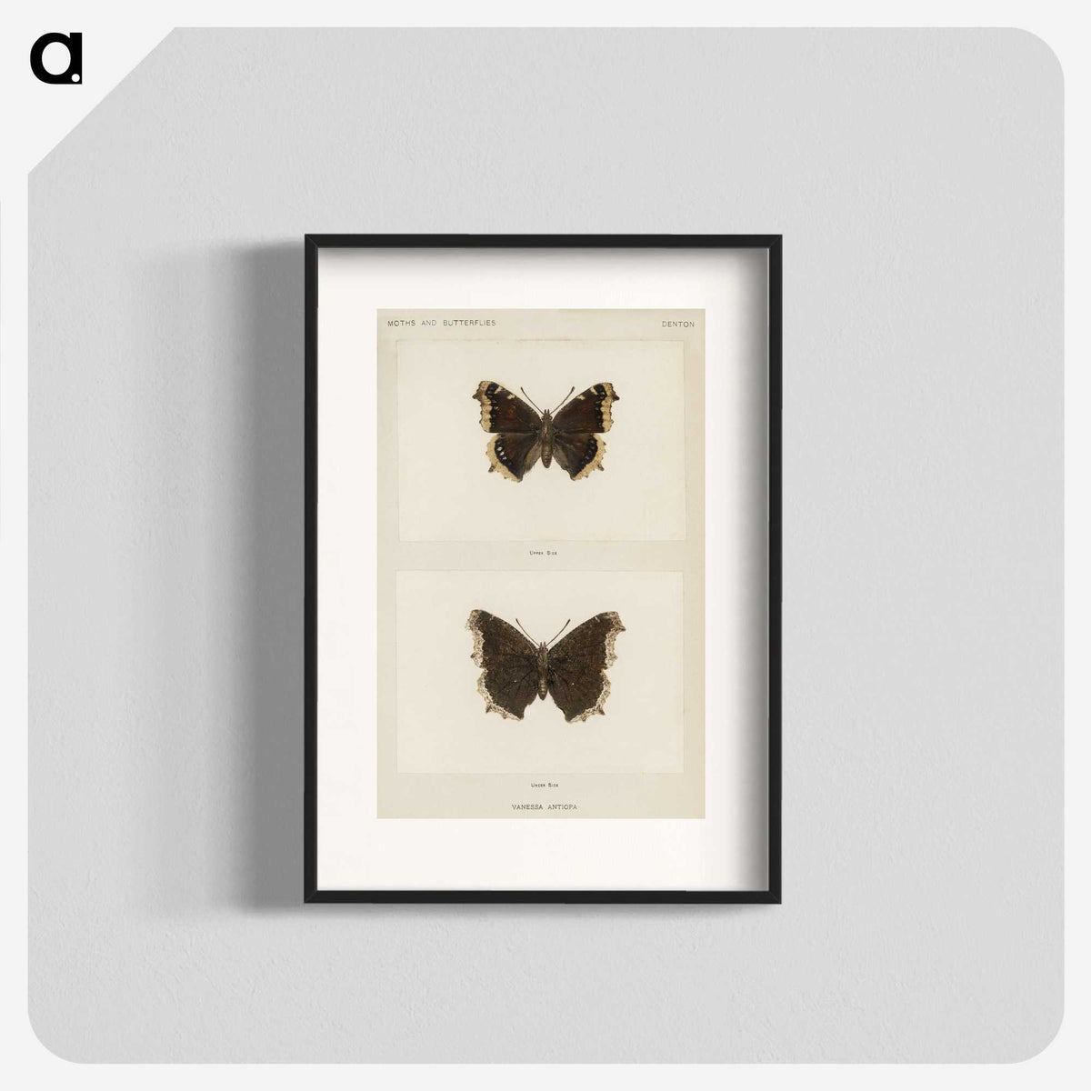 1-55_Moths-and-Butterflies-of-the-United-States_blk