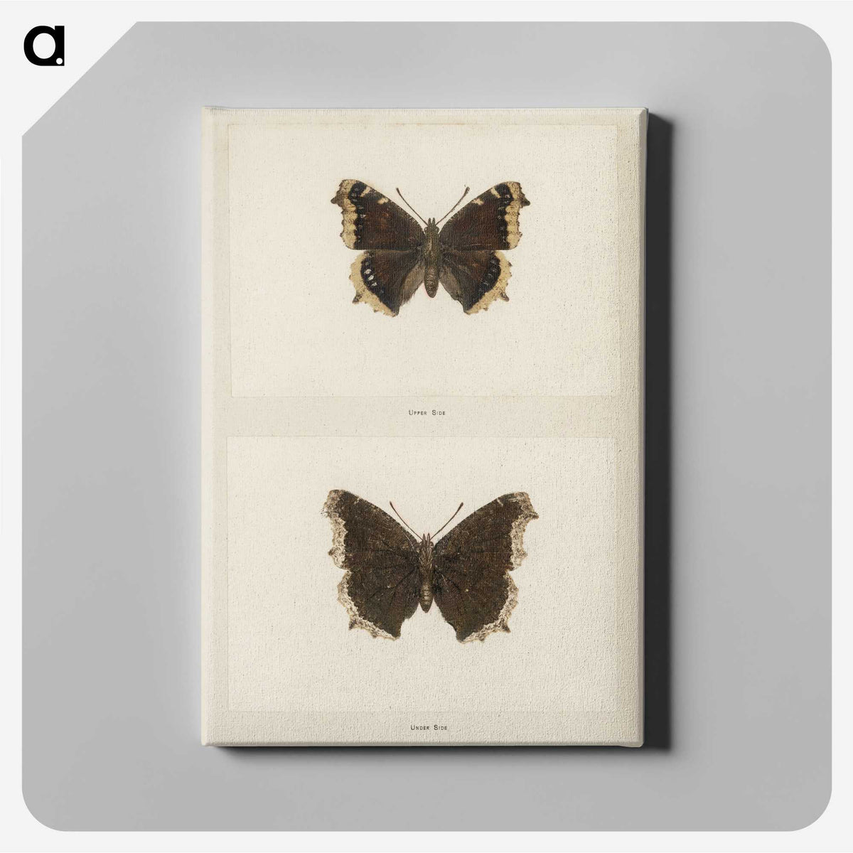 1-55_Moths-and-Butterflies-of-the-United-States_canvas