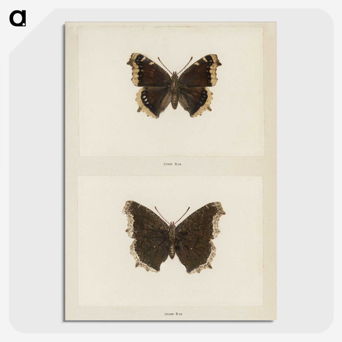 1-55_Moths-and-Butterflies-of-the-United-States_picture-crop