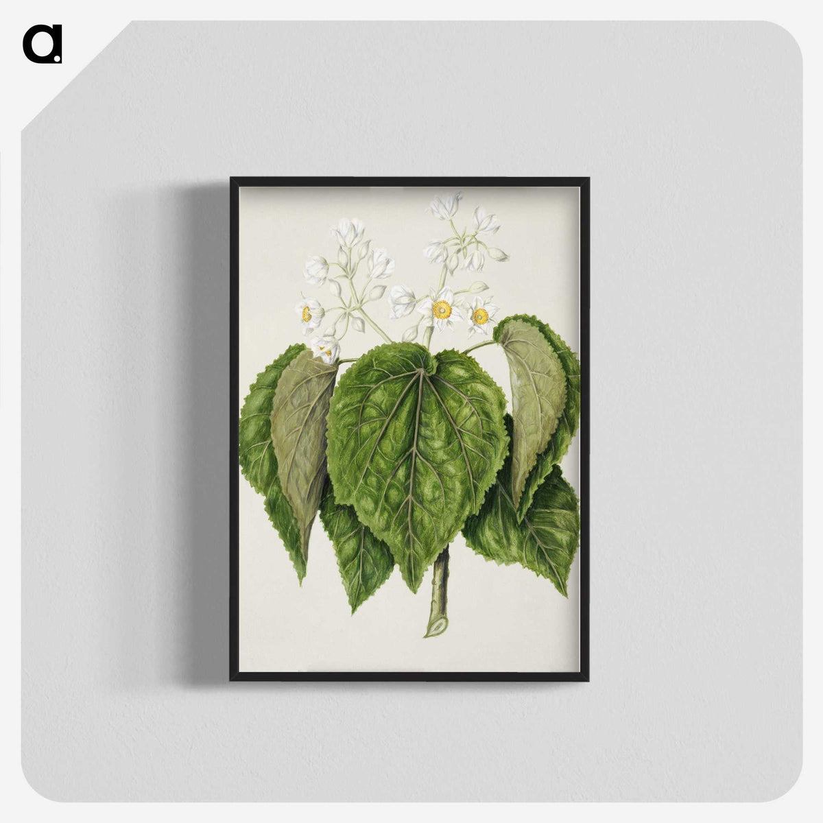 1-55_Native-Flowering-Plants-of-New-Zealand_blk-crop