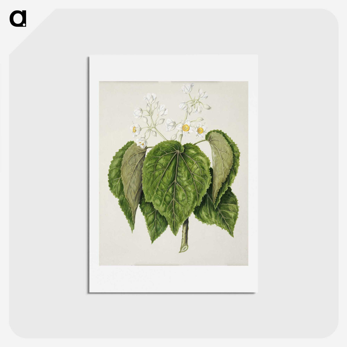 1-55_Native-Flowering-Plants-of-New-Zealand_hagaki