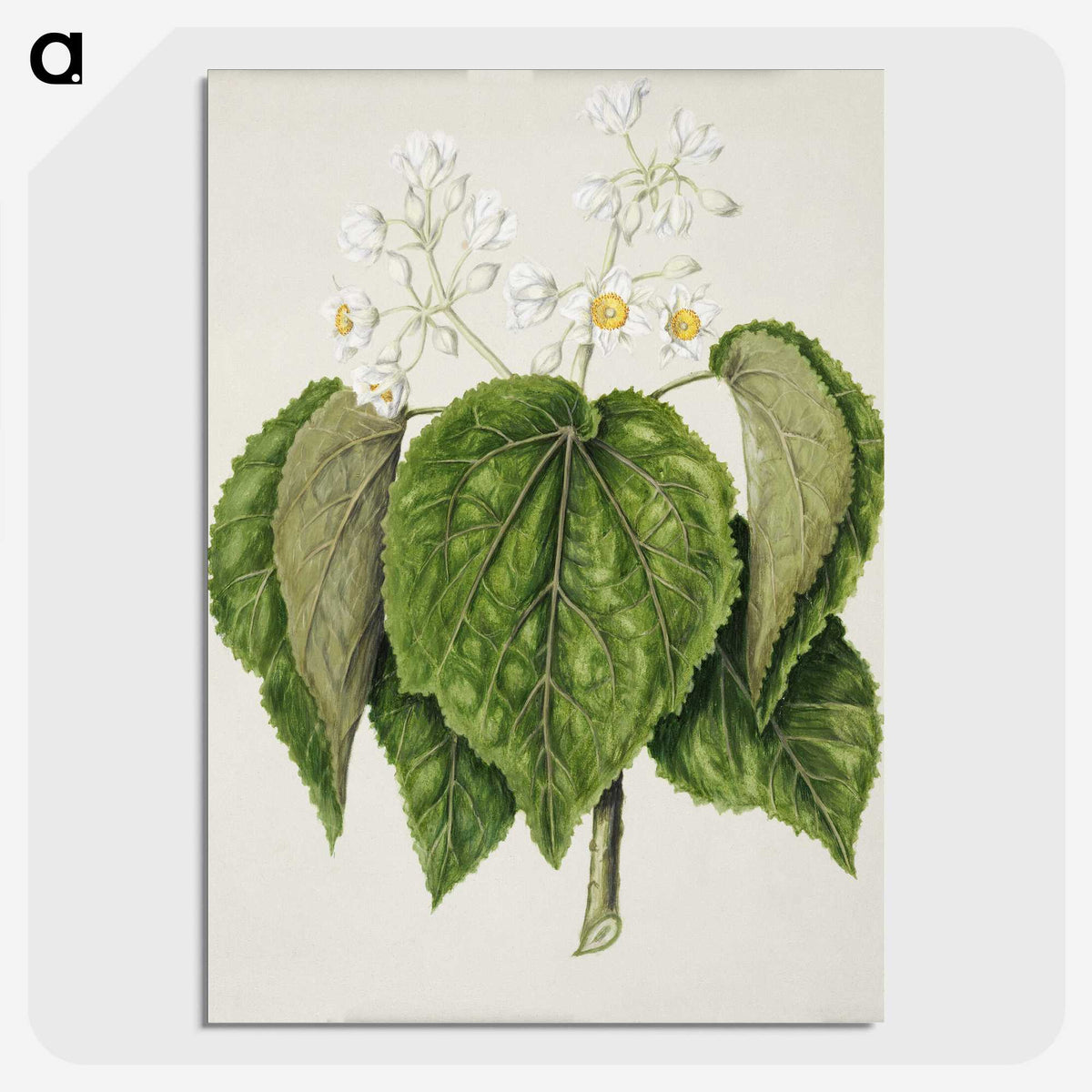 1-55_Native-Flowering-Plants-of-New-Zealand_picture-crop
