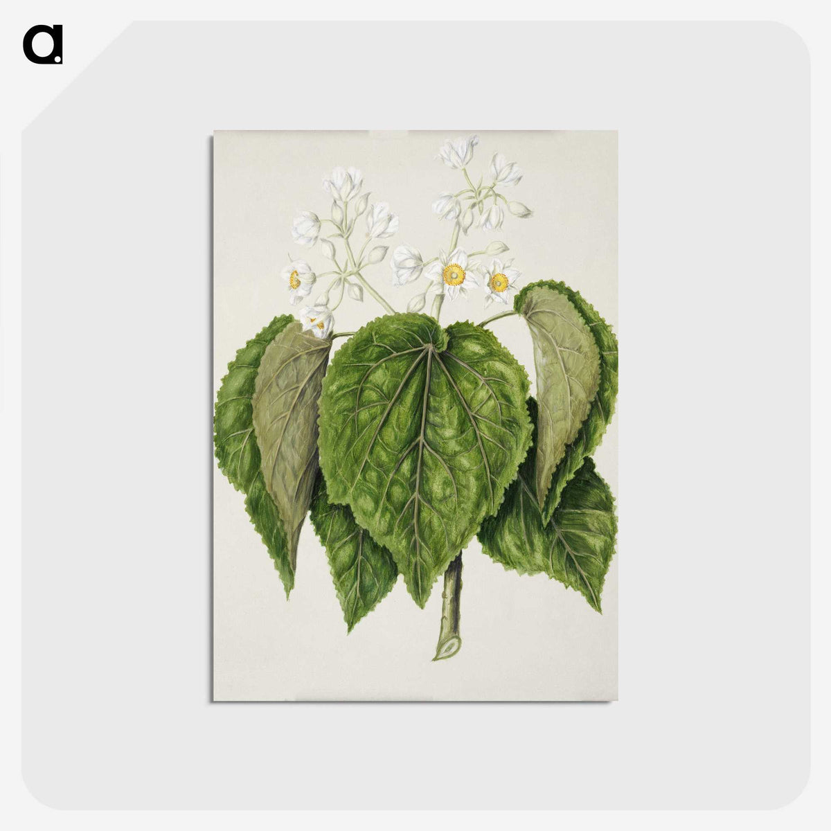 1-55_Native-Flowering-Plants-of-New-Zealand_postcard