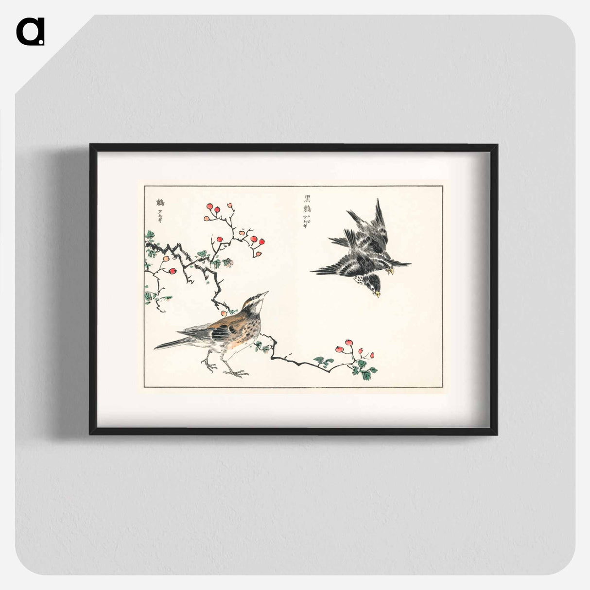 アートポスター-Dosky Thrush and Japanese Grey Thrush
- 鳥類図鑑 Poster.
