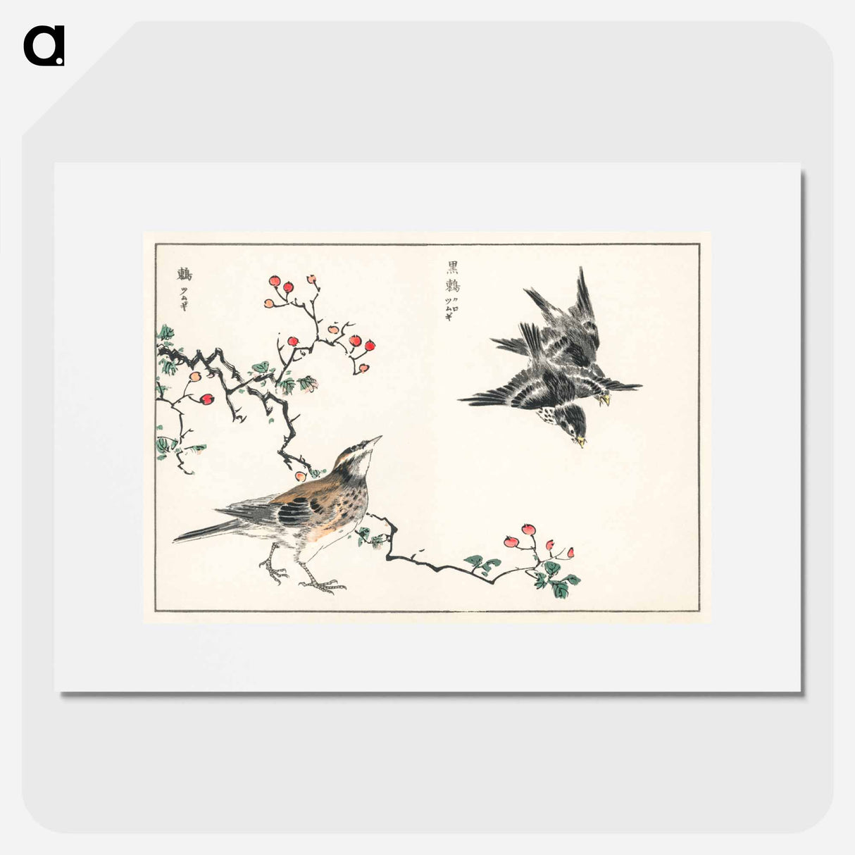 アートポスター-Dosky Thrush and Japanese Grey Thrush
- 鳥類図鑑 Poster.