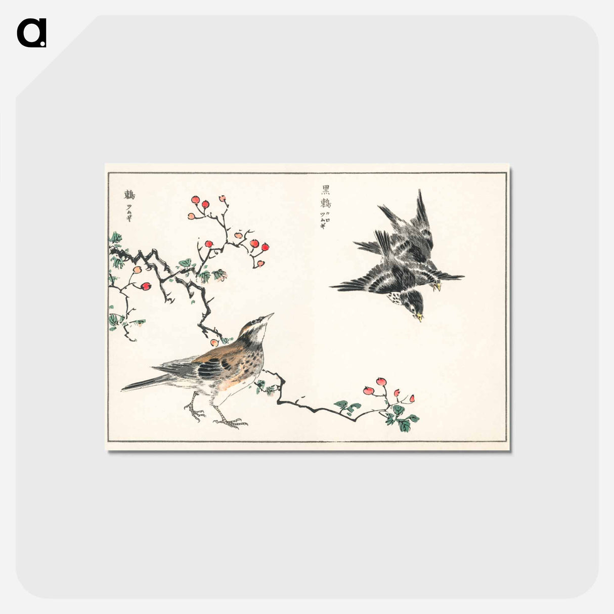 アートポストカード-Dosky Thrush and Japanese Grey Thrush
- 鳥類図鑑 Postcard.