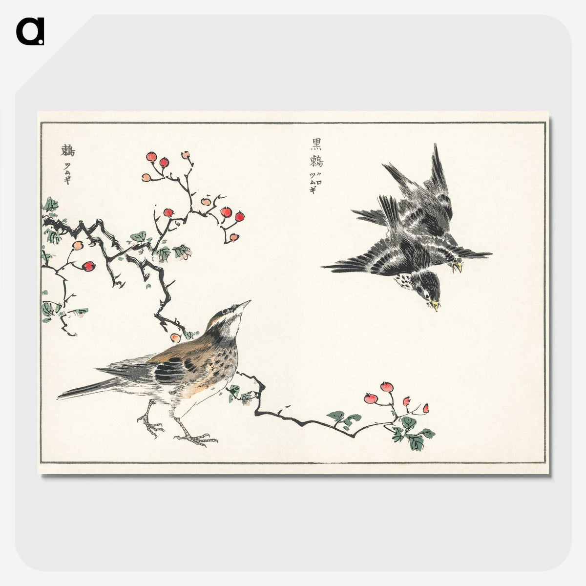 1-55_Pictorial-Monograph-of-Birds_picture-crop