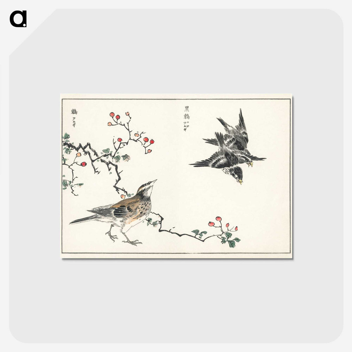 1-55_Pictorial-Monograph-of-Birds_postcard