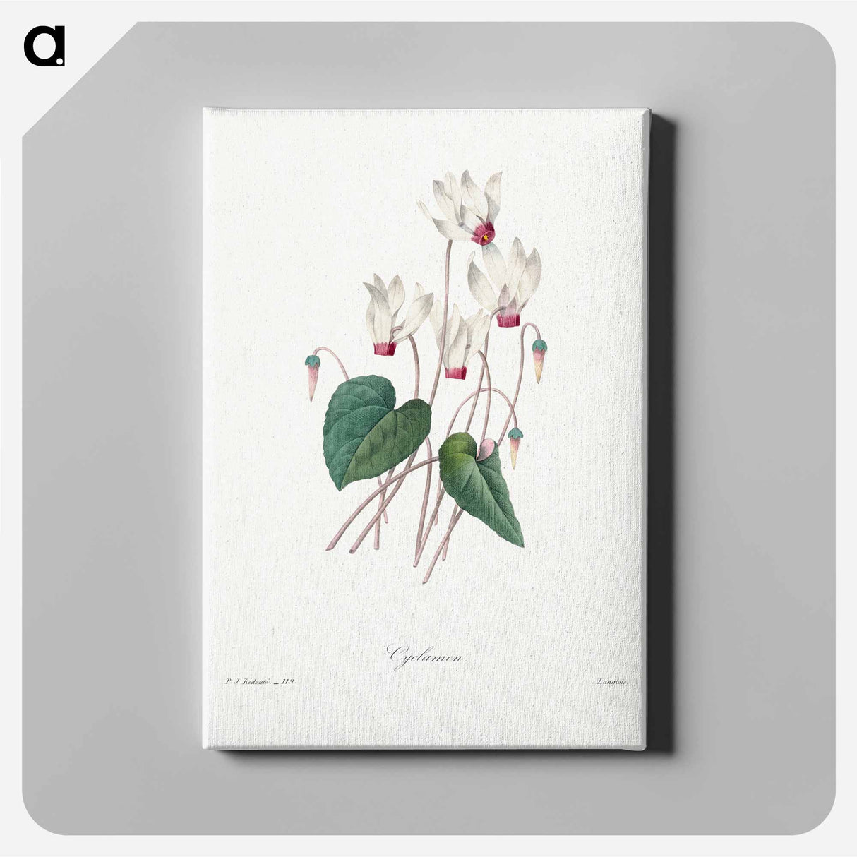 アートパネル-Cyclamen - ピエール ジョゼフ ルドゥーテ Canvas.
