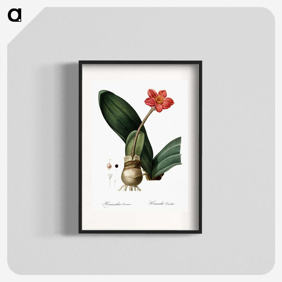 1-55_The-Lilies_blk