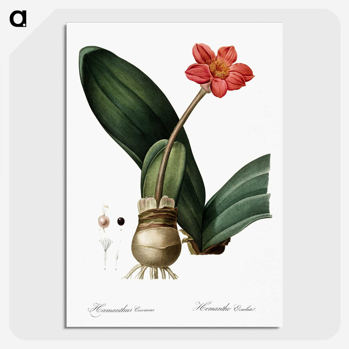 1-55_The-Lilies_picture-crop