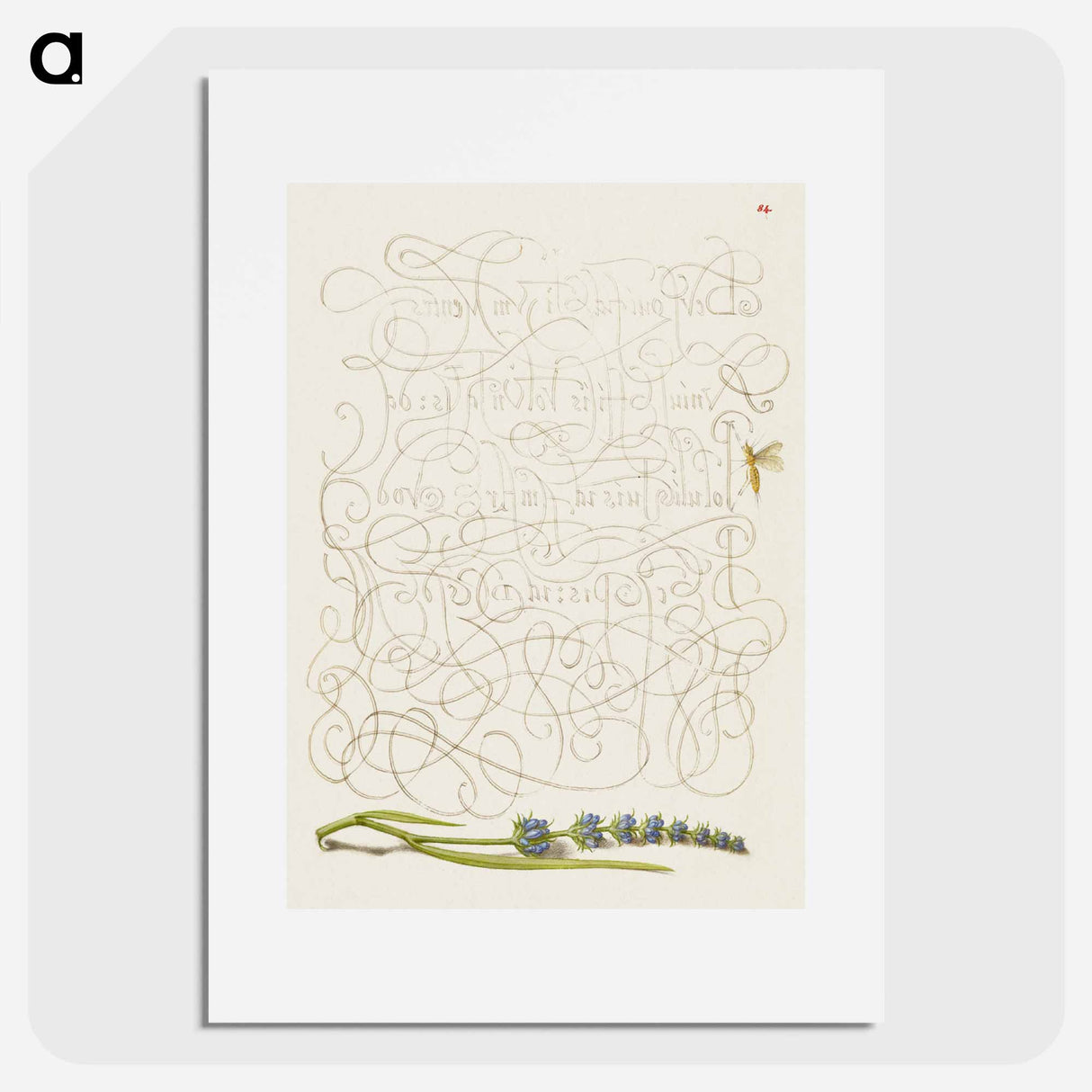 アートポスター-Insect and Hyssop from Mira Calligraphiae Monumenta
- 書道のお手本 Poster.