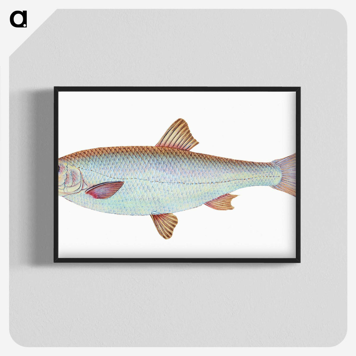 1-55_The-Natural-History-of-British-Fishes_blk-crop
