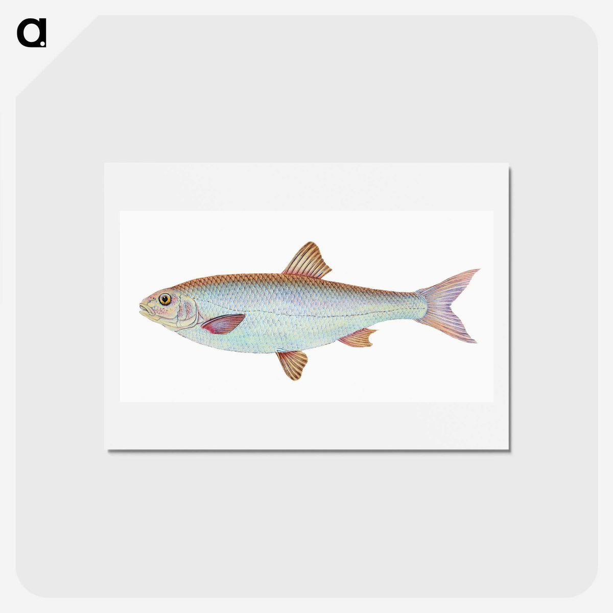 1-55_The-Natural-History-of-British-Fishes_hagaki