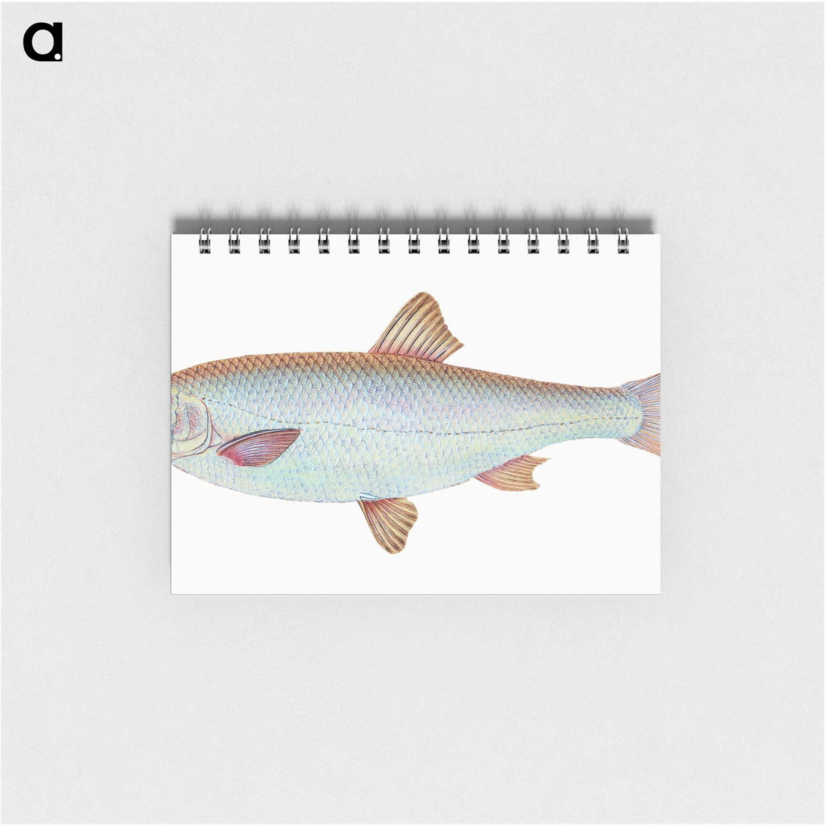 1-55_The-Natural-History-of-British-Fishes_memo