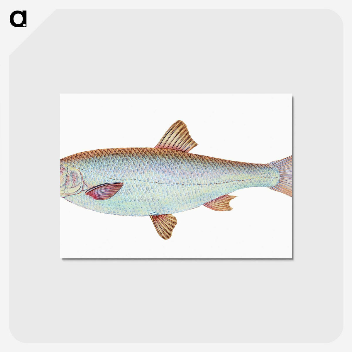 1-55_The-Natural-History-of-British-Fishes_postcard