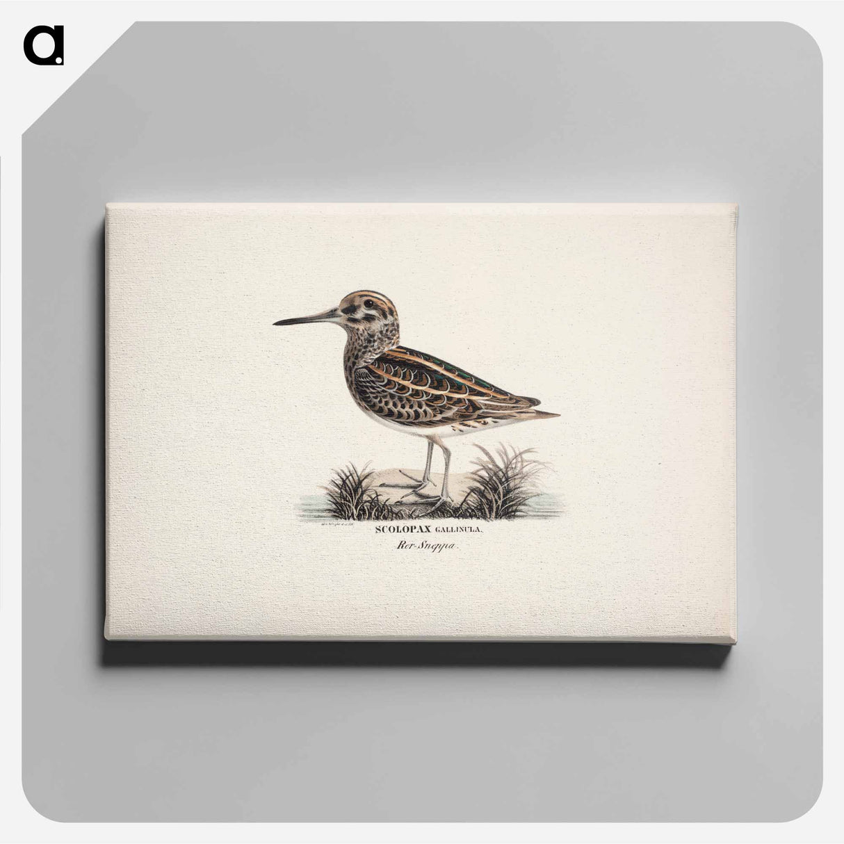 Jack snipe - Wilhelm von Wright Canvas.