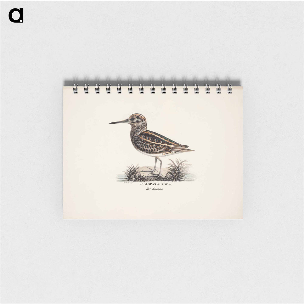 Jack snipe - ヴィルヘルム フォン ライト Memo.