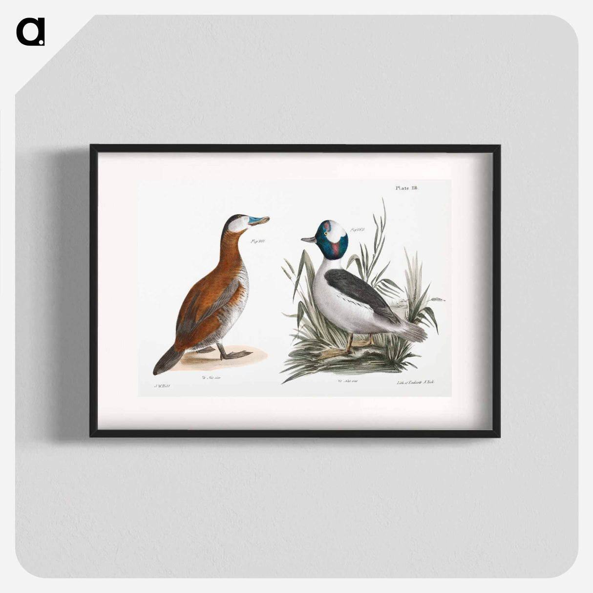 Ruddy Duck (Fuligula rubida) Buffle-headed Duck (Fuligula albeola) - ニューヨークの動物学 Poster.