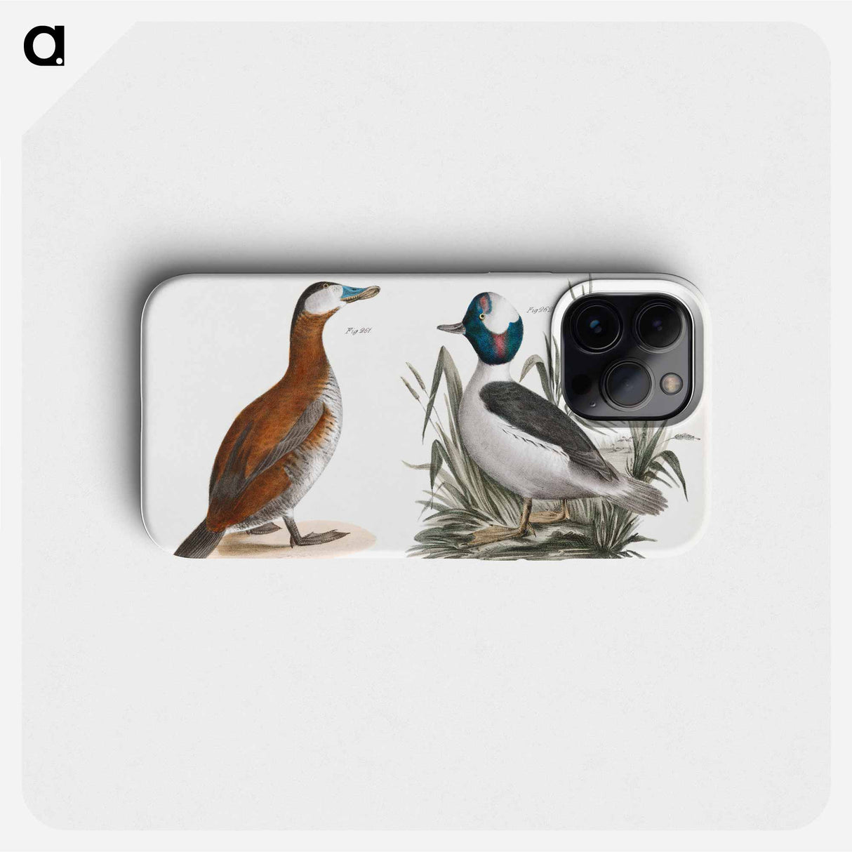 Ruddy Duck (Fuligula rubida) Buffle-headed Duck (Fuligula albeola) - ニューヨークの動物学 Phone Case.