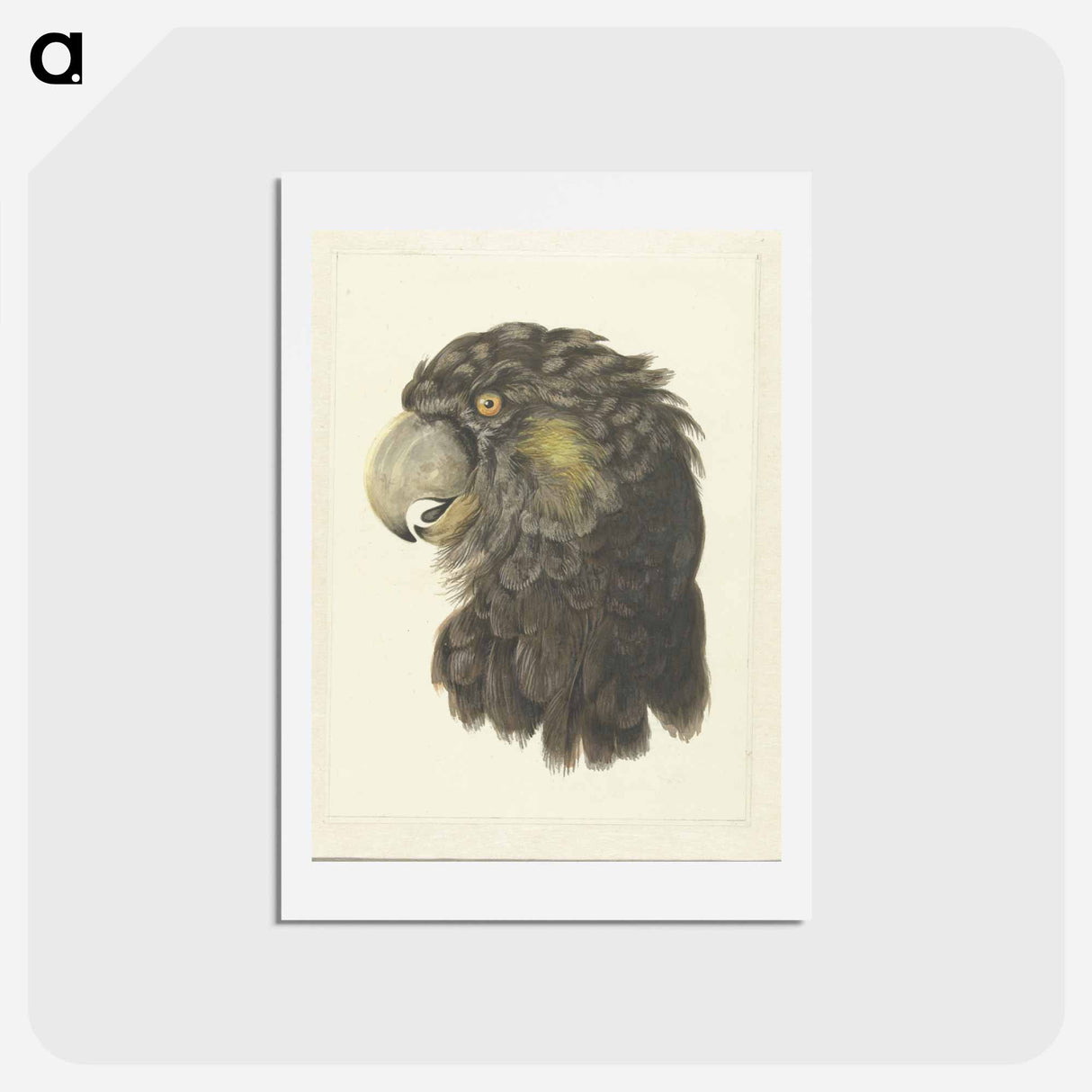 Head of a Cockatoo - アールト シューマン Postcard.