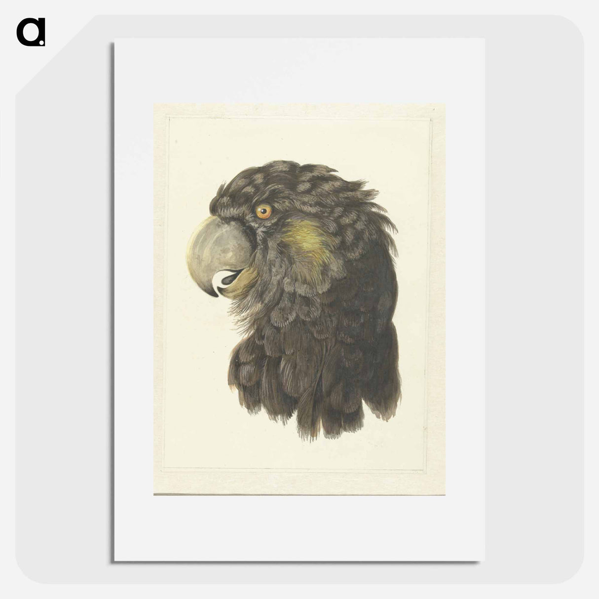 Head of a Cockatoo - アールト シューマン Poster.