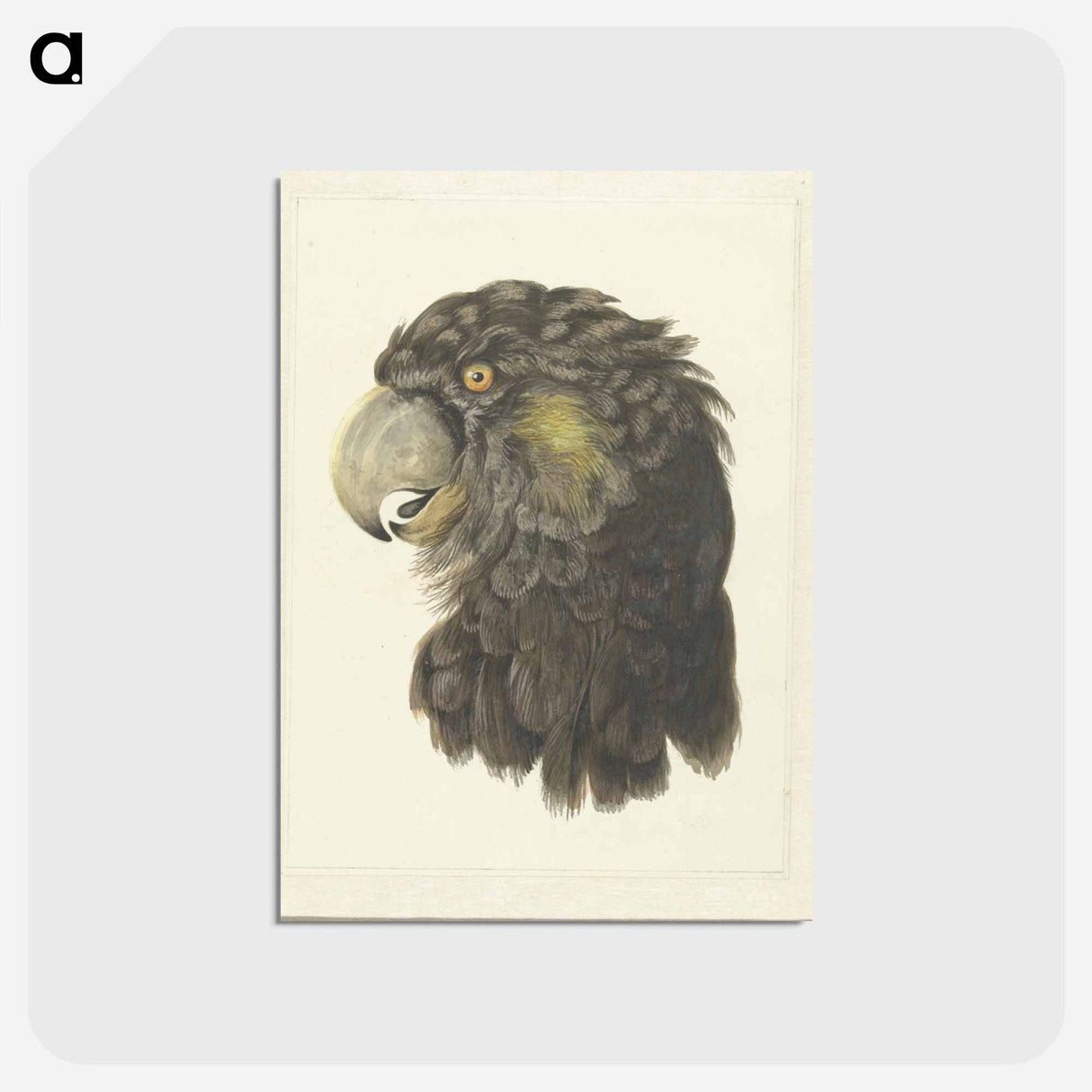 Head of a Cockatoo - アールト シューマン Postcard.