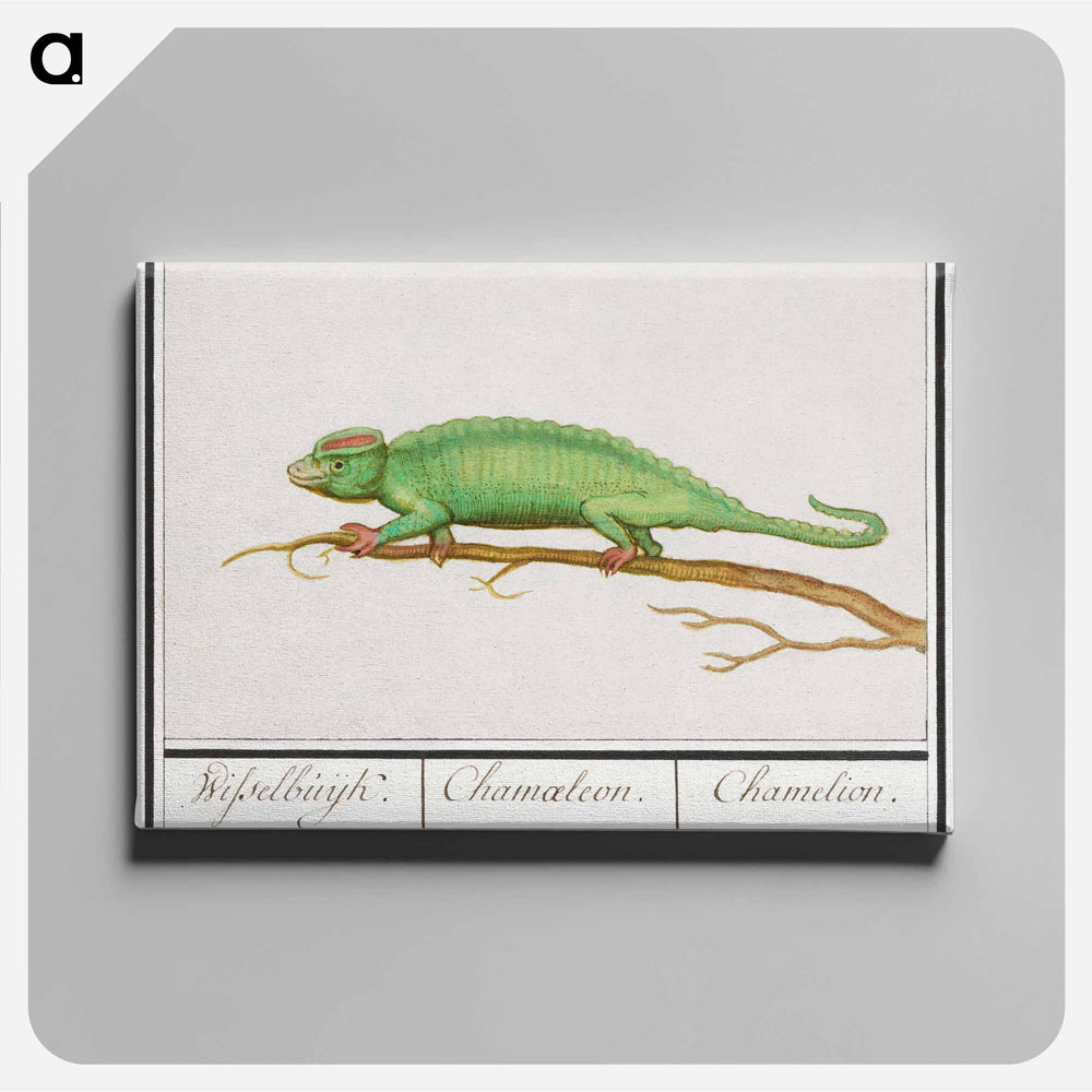 Chameleon - アンセルムス ボエティウス デ ブート Canvas.