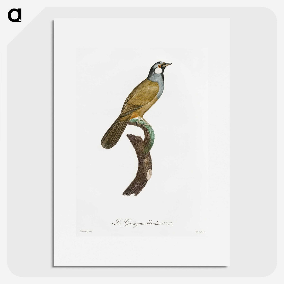 1-56_Des-Oiseaux-de-Paradis_picture