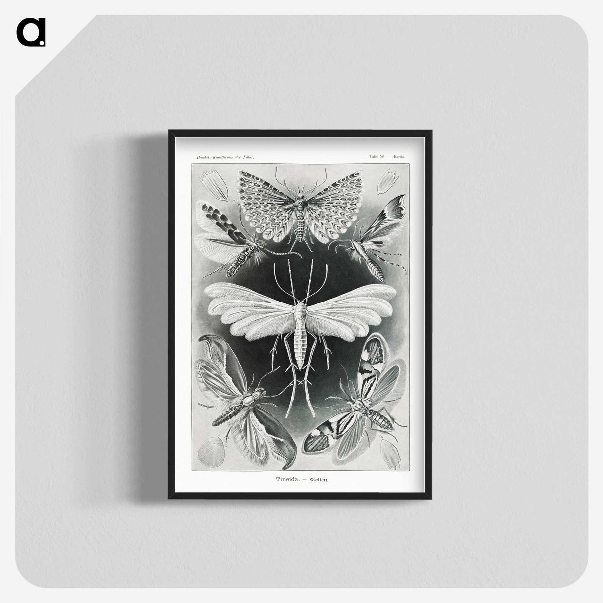 1-56_Ernst-Haeckel_blk-crop