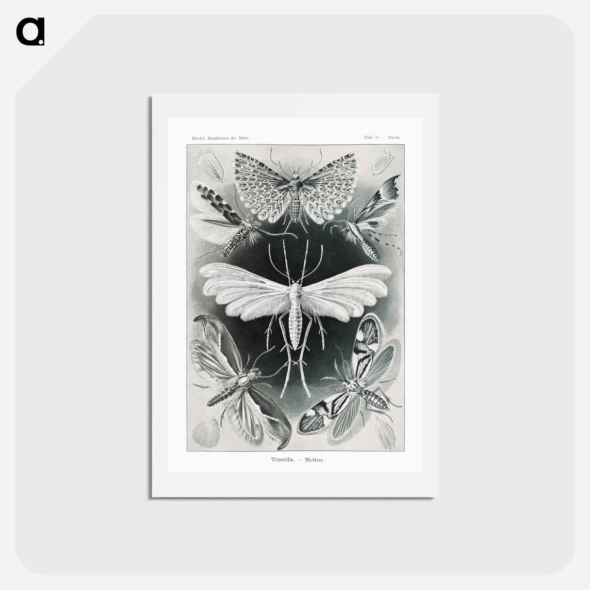 アートポストカード-Tineida–Motten from Kunstformen der Natur - エルンスト ヘッケル Postcard.