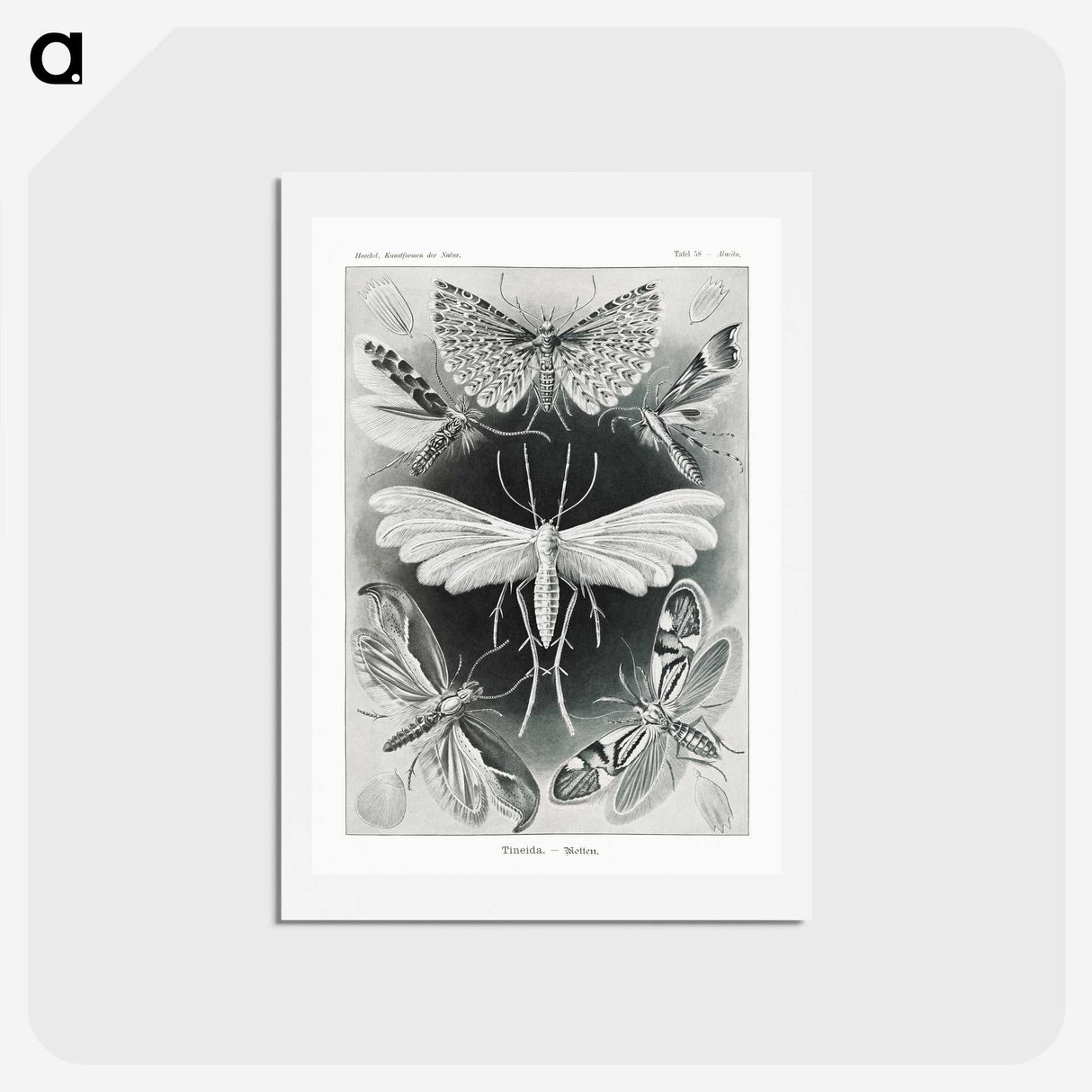 1-56_Ernst-Haeckel_hagaki