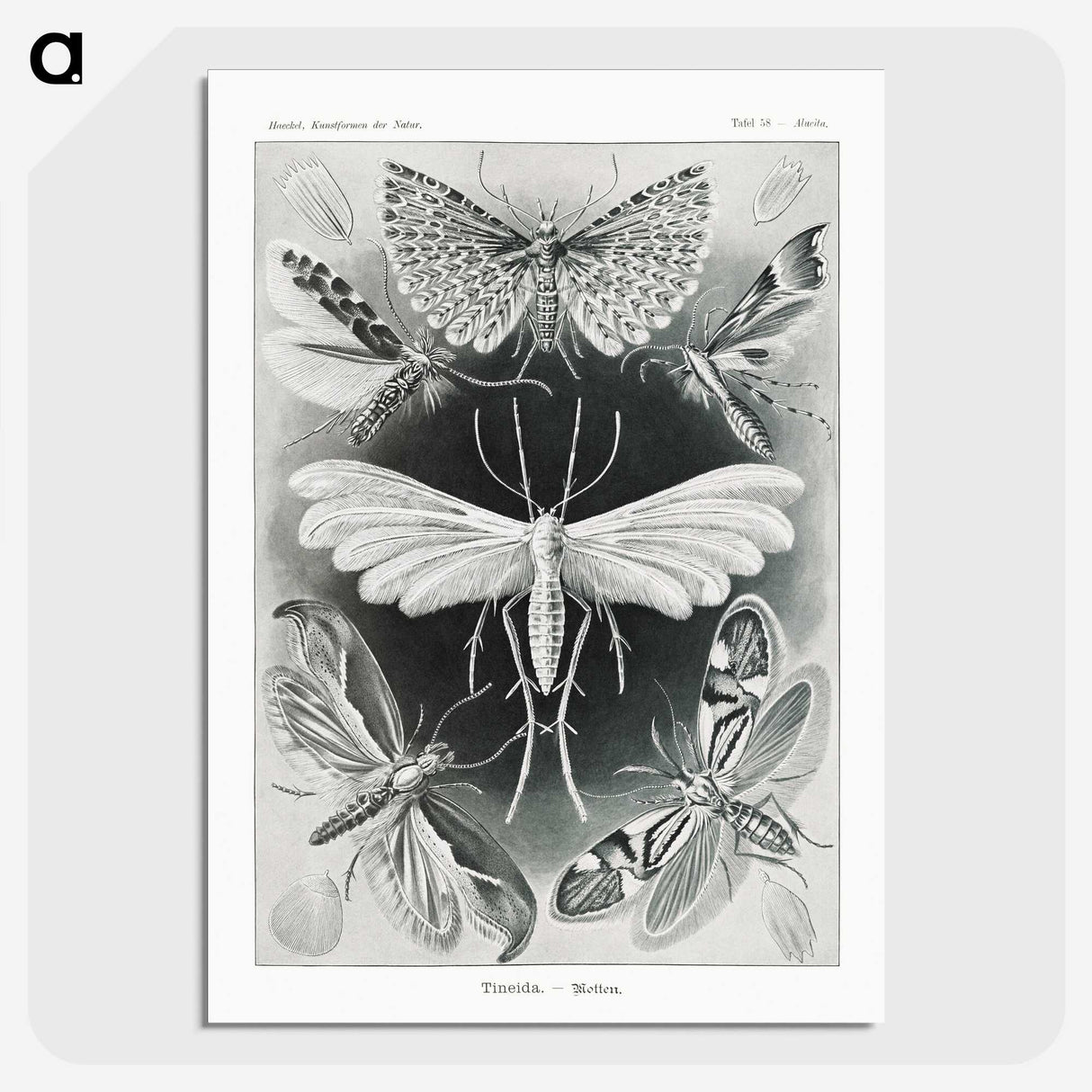 1-56_Ernst-Haeckel_picture-crop