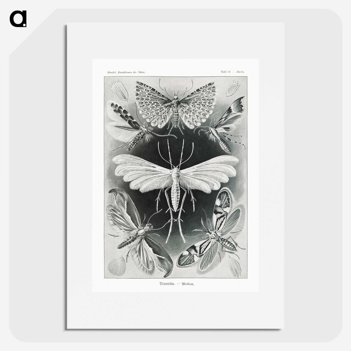 1-56_Ernst-Haeckel_picture