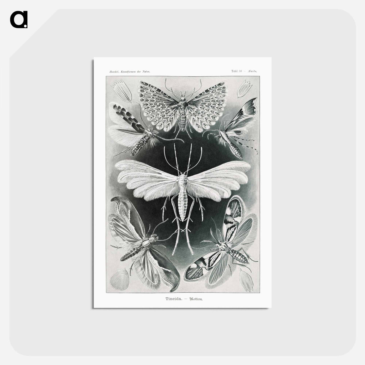 アートポストカード-Tineida–Motten from Kunstformen der Natur - エルンスト ヘッケル Postcard.