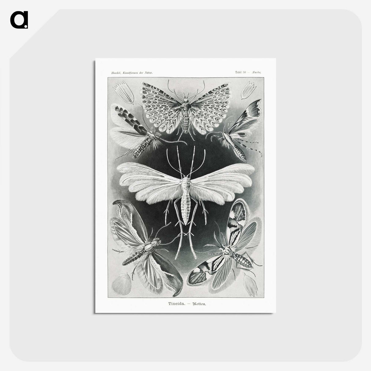 1-56_Ernst-Haeckel_postcard